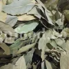 Bay leaf close-up with natural green hue