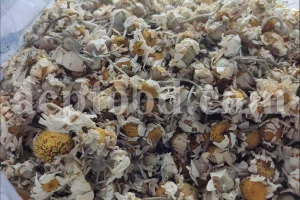 Dried chamomile for sale. Chamomile for sale. Buy chamomile. Bulk chamomile. Bulk chamomile tea. Dried chamomile flowers wholesale price. Buy chamomile tea. Dried chamomile flowers bulk.