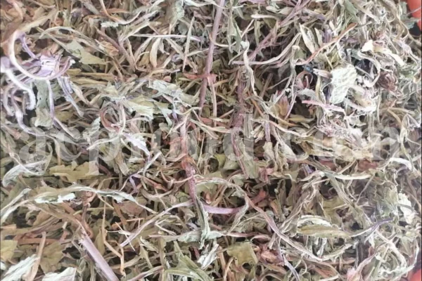 Cichorium intybus tea. Cichorium intybus root. Dried chicory flowers for sale. Buy wild chicory leaves. Buy chicory. Chicory for sale. chicory price. Bulk chicory tea. Chicory root wholesale. Chicory root tea.