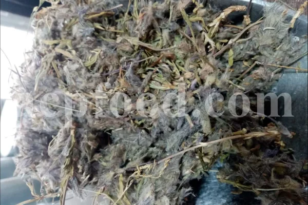Woolly dried Persian mountain tea flower clusters mixed with small grey-green leaves