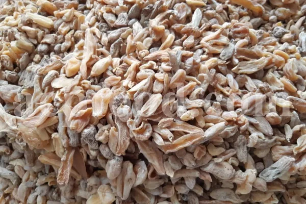 Dried orchid tubers supplied as bulk salep roots for export
