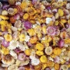 Close-up of yellow, white, orange and pink dried strawflower heads