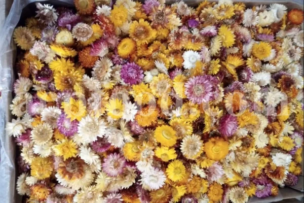 Close-up of yellow, white, orange and pink dried strawflower heads