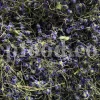 Viola odorata tea for sale. Buy sweet violet dried flowers. Common violet wholesale. English violet in bulk. Viola odorata for sale. Bulk sweet violet tea. Dried sweet violet flowers purchase. Common blue violet tea price.