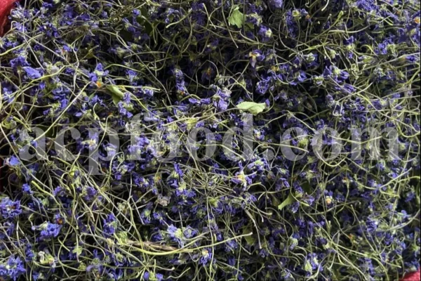 Viola odorata tea for sale. Buy sweet violet dried flowers. Common violet wholesale. English violet in bulk. Viola odorata for sale. Bulk sweet violet tea. Dried sweet violet flowers purchase. Common blue violet tea price.