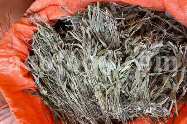 Buy sage dried leaves. Sage leaves for sale. Bulk dried sage leaves. Sage purchase. Dried sage leaves for burning.
