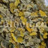 Yarrow for sale. Buy common yarrow. Bloodwort wholesale. Milfoil price. Dried yarrow for sale. Yarrow price. Dried yarrow flowers for sale. Yarrow tea where to buy. Achillea dried for sale. Buy yarrow tea. Bulk milfoil yarrow tea. White yarrow tea in bulk. Yarrow plant tea purchase. Milfoil tea price.