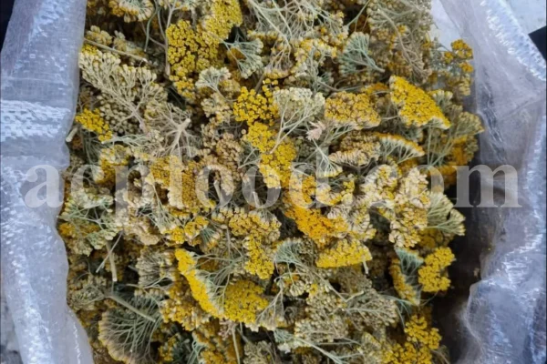 Yarrow for sale. Buy common yarrow. Bloodwort wholesale. Milfoil price. Dried yarrow for sale. Yarrow price. Dried yarrow flowers for sale. Yarrow tea where to buy. Achillea dried for sale. Buy yarrow tea. Bulk milfoil yarrow tea. White yarrow tea in bulk. Yarrow plant tea purchase. Milfoil tea price.