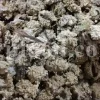 Echinops pungens manna for sale. Manna of Echinops in bulk. Globe Thistle manna wholesale price. Buy Trehala manna. Trehala Beetle Cocoon purchase.