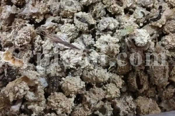 Echinops pungens manna for sale. Manna of Echinops in bulk. Globe Thistle manna wholesale price. Buy Trehala manna. Trehala Beetle Cocoon purchase.