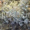 Blaukappe Sea Holly for sale. Buy Eryngium planum big blue. Buy Eryngium planum fluela. Eryngium planum leaves wholesale. Eryngo tea in bulk. Eryngium hobbit purchase. Seaside eryngo for sale.