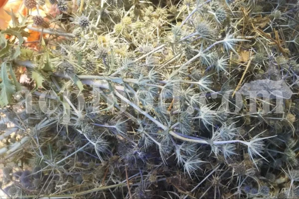 Blaukappe Sea Holly for sale. Buy Eryngium planum big blue. Buy Eryngium planum fluela. Eryngium planum leaves wholesale. Eryngo tea in bulk. Eryngium hobbit purchase. Seaside eryngo for sale.