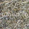 Blaukappe Sea Holly for sale. Buy Eryngium planum big blue. Buy Eryngium planum fluela. Eryngium planum leaves wholesale. Eryngo tea in bulk. Eryngium hobbit purchase. Seaside eryngo for sale.