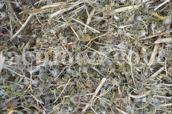 Blaukappe Sea Holly for sale. Buy Eryngium planum big blue. Buy Eryngium planum fluela. Eryngium planum leaves wholesale. Eryngo tea in bulk. Eryngium hobbit purchase. Seaside eryngo for sale.