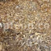 Euphorbia sap for sale. Bulk Euphorbia latex. Buy Euphorbia. Euphorbia milky sap purchase. Spurge for sale.