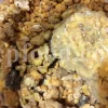 White Fasoukh for sale. Buy ferula communis plant resin. Giant fennel plant gum wholesale price.