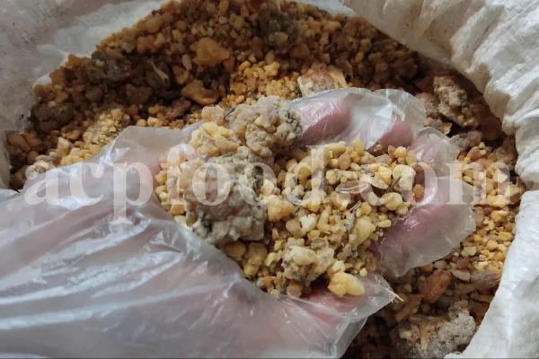 Ferula moschata root wholesale price. Ferula sumbul root purchase. Muskroot in bulk. Buy Sumbul root. Musk root for sale.