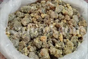 Dried musk root resin for herbal and aromatic use