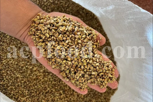Red Sumac for sale. Buy brown Sumac. Dried Sumac wholesale price. Sumac order. Sumac powder price. Sicilian Sumac in bulk. Sumac Rhus coriaria purchase.