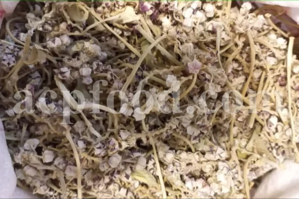 Calotropis gigantea for sale. Buy calotropis latex. Calotropis flowers wholesale. Calotropis gigantea leaves price. Calotropis milkweed for sale. White madar flower.