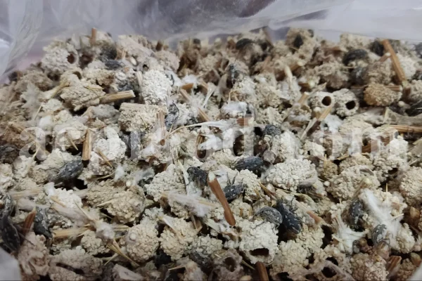 Echinops pungens manna for sale. Manna of Echinops in bulk. Globe Thistle manna wholesale price. Buy Trehala manna. Trehala Beetle Cocoon purchase.
