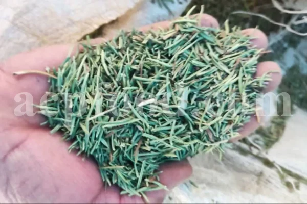 dried rosemary leaves for wholesale herbal trade