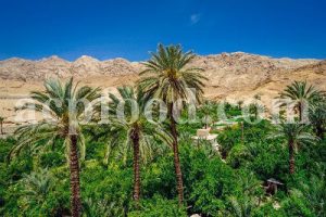 The Diversity of Iranian Plants