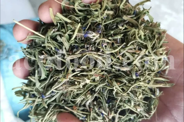 Hyssop wholesale. Hyssopus officinalis dried leaves. Common hyssop dried flowers. Buy hyssop. Hyssop for sale. Hyssop price. Agastache for sale. Hyssop seeds for sale. Buy hyssop near me. Hyssop buy online.