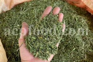 Hand holding dried hyssop leaves
