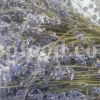 Dried Lavender for sale. Buy dried Lavender. Bulk Lavender. Lavender purchase. Buy Lavender seeds. Lavandula angustifolia for sale. Bulk culinary Lavender. Buy dried Lavender flowers. Buy Lavender to smoke. Lavandula for sale. Lavender to buy dried. English Lavender for sale.