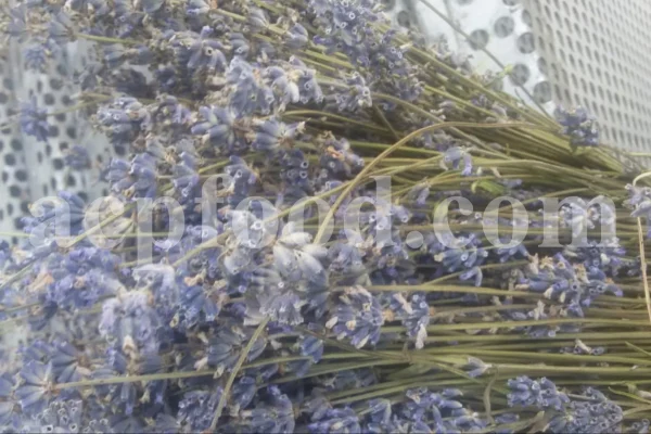 Dried Lavender for sale. Buy dried Lavender. Bulk Lavender. Lavender purchase. Buy Lavender seeds. Lavandula angustifolia for sale. Bulk culinary Lavender. Buy dried Lavender flowers. Buy Lavender to smoke. Lavandula for sale. Lavender to buy dried. English Lavender for sale.