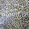 Dried Lavender for sale. Buy dried Lavender. Bulk Lavender. Lavender purchase. Buy Lavender seeds. Lavandula angustifolia for sale. Bulk culinary Lavender. Buy dried Lavender flowers. Buy Lavender to smoke. Lavandula for sale. Lavender to buy dried. English Lavender for sale.