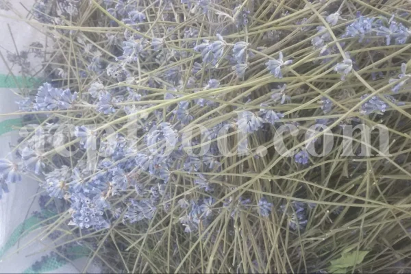 Dried Lavender for sale. Buy dried Lavender. Bulk Lavender. Lavender purchase. Buy Lavender seeds. Lavandula angustifolia for sale. Bulk culinary Lavender. Buy dried Lavender flowers. Buy Lavender to smoke. Lavandula for sale. Lavender to buy dried. English Lavender for sale.