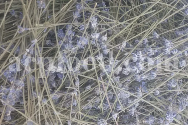 Dried Lavender for sale. Buy dried Lavender. Bulk Lavender. Lavender purchase. Buy Lavender seeds. Lavandula angustifolia for sale. Bulk culinary Lavender. Buy dried Lavender flowers. Buy Lavender to smoke. Lavandula for sale. Lavender to buy dried. English Lavender for sale.