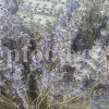 Dried Lavender for sale. Buy dried Lavender. Bulk Lavender. Lavender purchase. Buy Lavender seeds. Lavandula angustifolia for sale. Bulk culinary Lavender. Buy dried Lavender flowers. Buy Lavender to smoke. Lavandula for sale. Lavender to buy dried. English Lavender for sale.