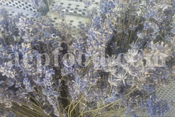 Dried Lavender for sale. Buy dried Lavender. Bulk Lavender. Lavender purchase. Buy Lavender seeds. Lavandula angustifolia for sale. Bulk culinary Lavender. Buy dried Lavender flowers. Buy Lavender to smoke. Lavandula for sale. Lavender to buy dried. English Lavender for sale.