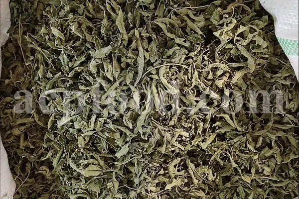 Buy Lemon Verbena. Lemon Verbena for sale. Vervain tea wholesale price. Bulk Lemon Verbena leaves. Cedron tea in bulk. Buy Aloysia citrodora tea. Lemon Beebrush tea for sale. Verbena for sale near me. Dried Verbena buy. Lemon Vervain wholesale price. Verbena dry leaves purchase.