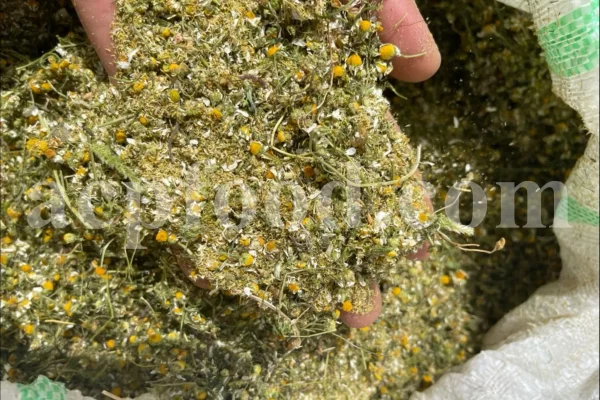 Dried chamomile for sale. Chamomile for sale. Buy chamomile. Bulk chamomile. Bulk chamomile tea. Dried chamomile flowers wholesale price. Buy chamomile tea. Dried chamomile flowers bulk.