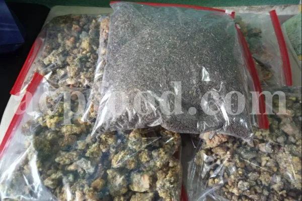 Lovage seeds for sale. Bulk levisticum officinale seeds. Buy lovage seeds. Lovage seeds near me. Bulk maggi plant seeds.