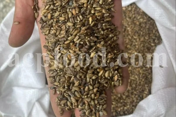 Milk Thistle seed for sale. Buy Milk Thistle seeds. Milk Thistle seeds wholesale price. Bulk Milk Thistle. Organic Milk Thistle seeds. Milk Thistle herbs for sale. Silybum marianum seeds purchase. Buy Blessed Thistle seeds. Cardo Mariano seeds in bulk. Thistle seedling in bulk. Silybum seeds buy. Holy Blessed milk thistle.
