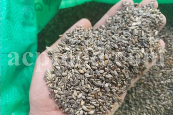 Milk Thistle seed for sale. Buy Milk Thistle seeds. Milk Thistle seeds wholesale price. Bulk Milk Thistle. Organic Milk Thistle seeds. Milk Thistle herbs for sale. Silybum marianum seeds purchase. Buy Blessed Thistle seeds. Cardo Mariano seeds in bulk. Thistle seedling in bulk. Silybum seeds buy. Holy Blessed milk thistle.