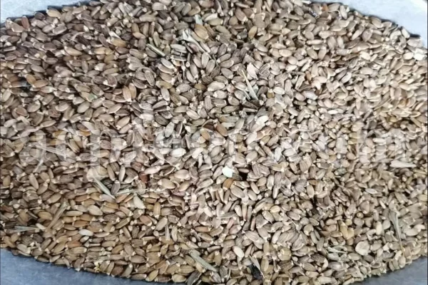 Milk Thistle seed for sale. Buy Milk Thistle seeds. Milk Thistle seeds wholesale price. Bulk Milk Thistle. Organic Milk Thistle seeds. Milk Thistle herbs for sale. Silybum marianum seeds purchase. Buy Blessed Thistle seeds. Cardo Mariano seeds in bulk. Thistle seedling in bulk. Silybum seeds buy. Holy Blessed milk thistle.