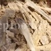 Calotropis gigantea for sale. Buy calotropis latex. Calotropis flowers wholesale. Calotropis gigantea leaves price. Calotropis milkweed for sale. White madar flower.
