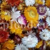 Overhead view of mixed-colour dried strawflower heads in a lined box