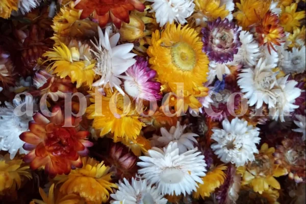 Overhead view of mixed-colour dried strawflower heads in a lined box