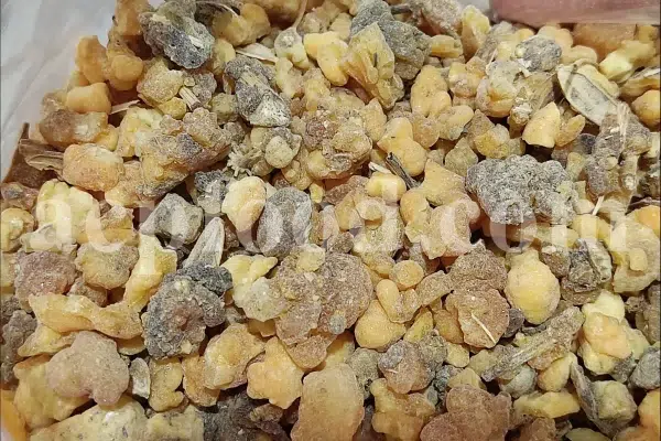 Ferula moschata root wholesale price. Ferula sumbul root purchase. Muskroot in bulk. Buy Sumbul root. Musk root for sale.