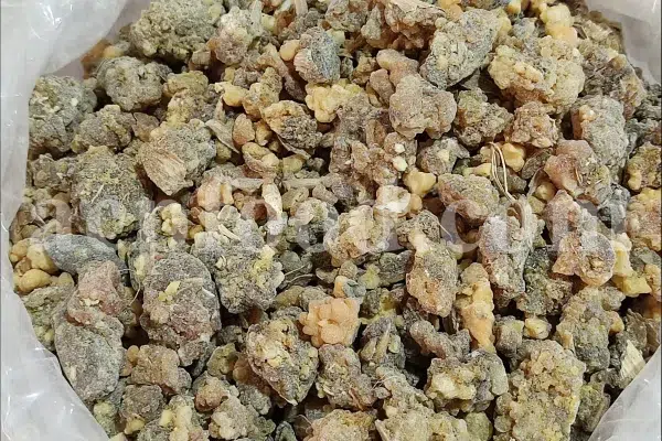 Ferula moschata root wholesale price. Ferula sumbul root purchase. Muskroot in bulk. Buy Sumbul root. Musk root for sale.