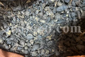 Nut grass root wholesale. Nut grass rhizome buy. Bulk nutgrass rhizome. Cyperus rotundus root for sale. Nutsedge root in bulk. Cyperus rhizome purchase. Buy nagarmotha root. Nutgrass galingale rhizome for sale.