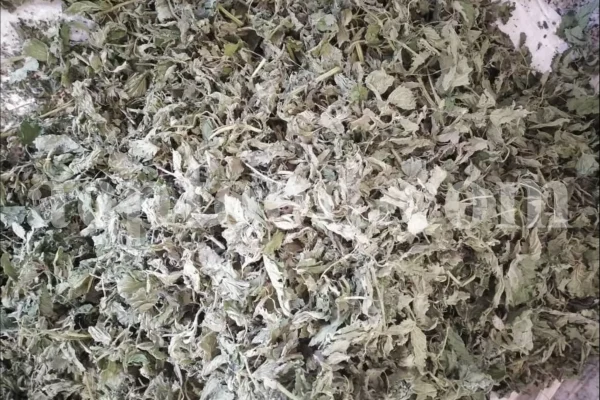 Buy dried nettles. Organic dried nettle leaves for sale. Buy dried nettle tea. Buy stinging nettles. Nettle seeds for sale. Buy stinging nettle tea. Nettle leaves for sale. Bulk stinging nettle. Urtica dioica leaf. Urtica urens buy online.