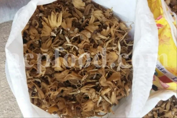 Dried salep tubers with hand-shaped lobes